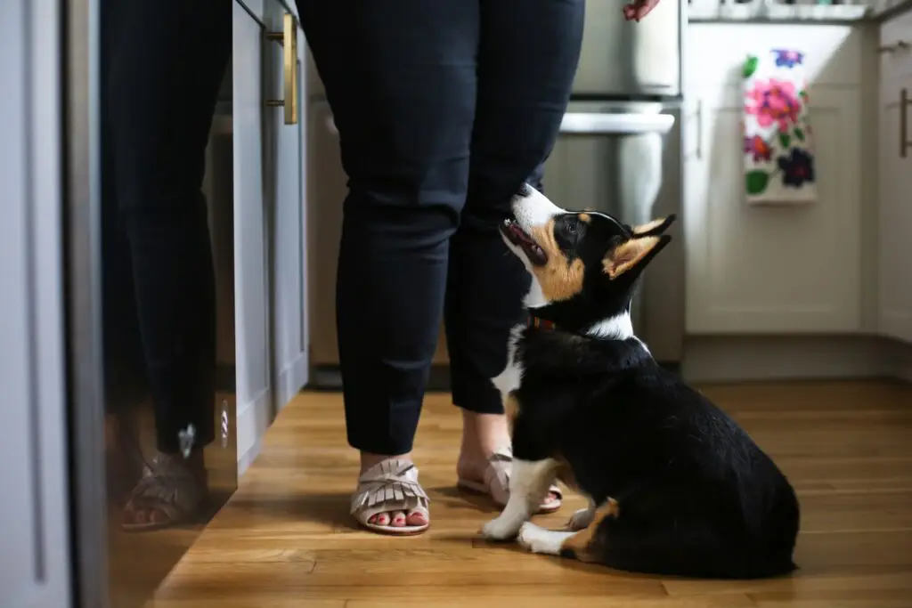 Gus at Hailey's feet