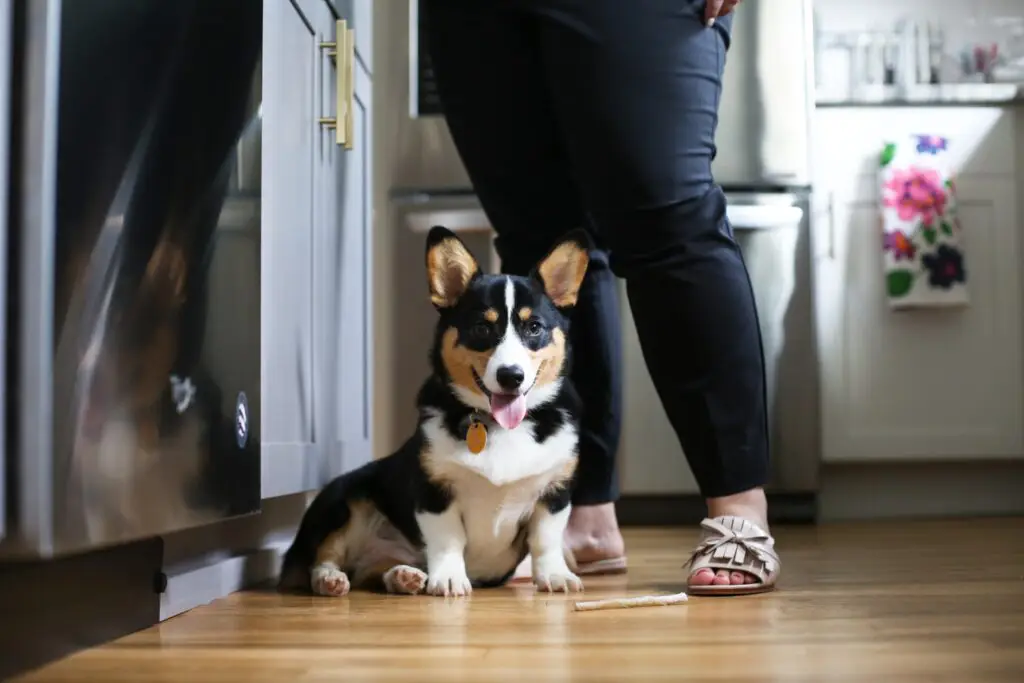 Gus at Hailey's feet