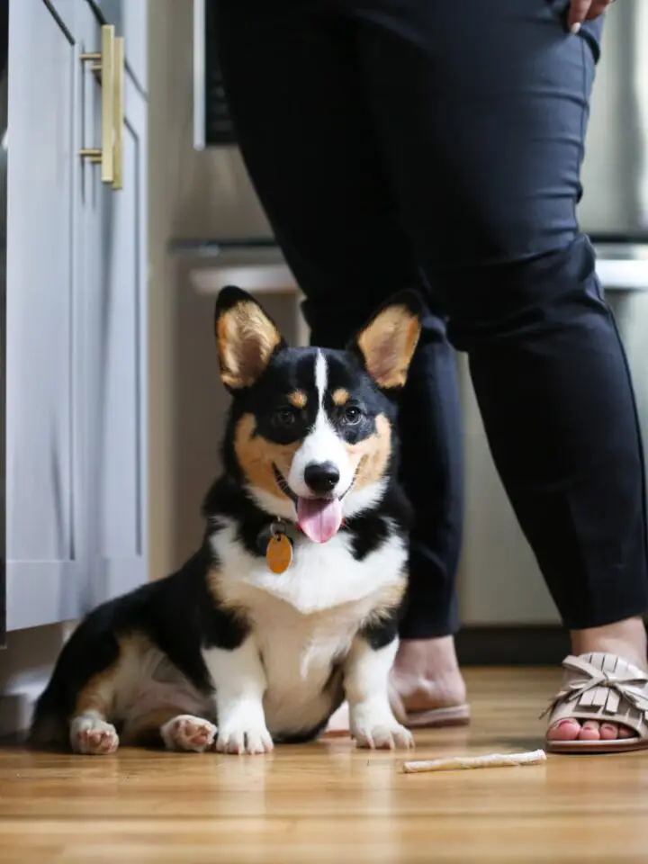 About Gus Gus at Hailey's feet