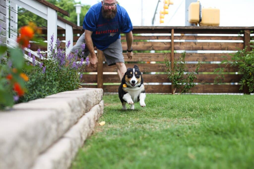 a tri-colored corgi running on grass