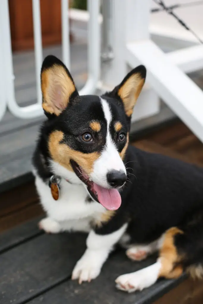 A tri-colored corgi sitting on a wooden step