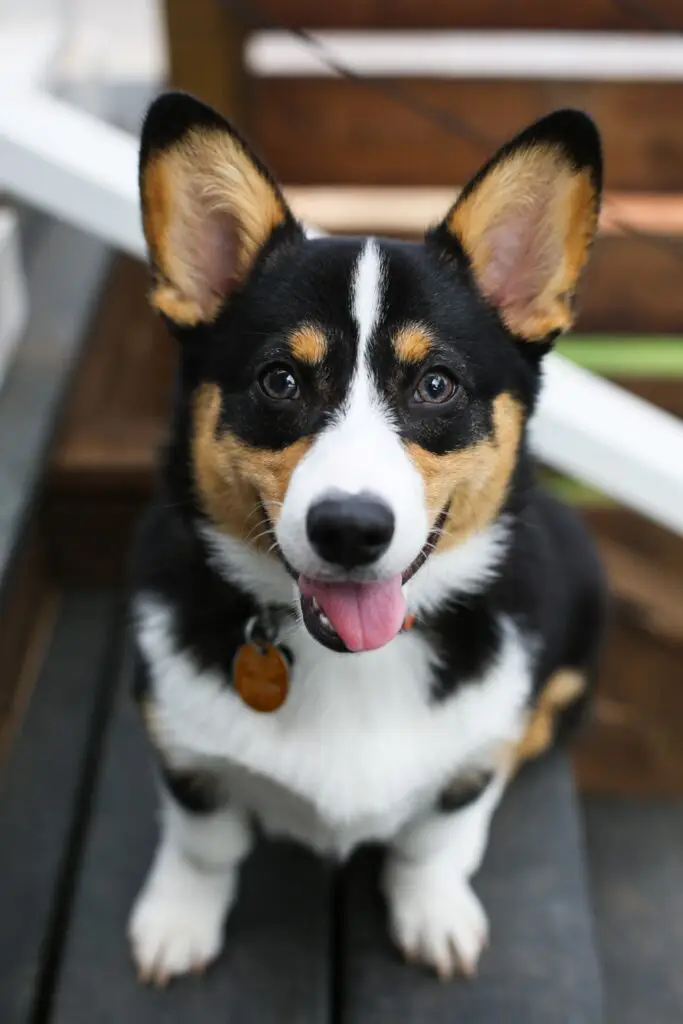 A tri-colored corgi sitting on a wooden step