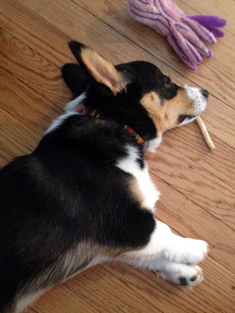 a dog with black, white, and tan fur laying on its side on a wood floor