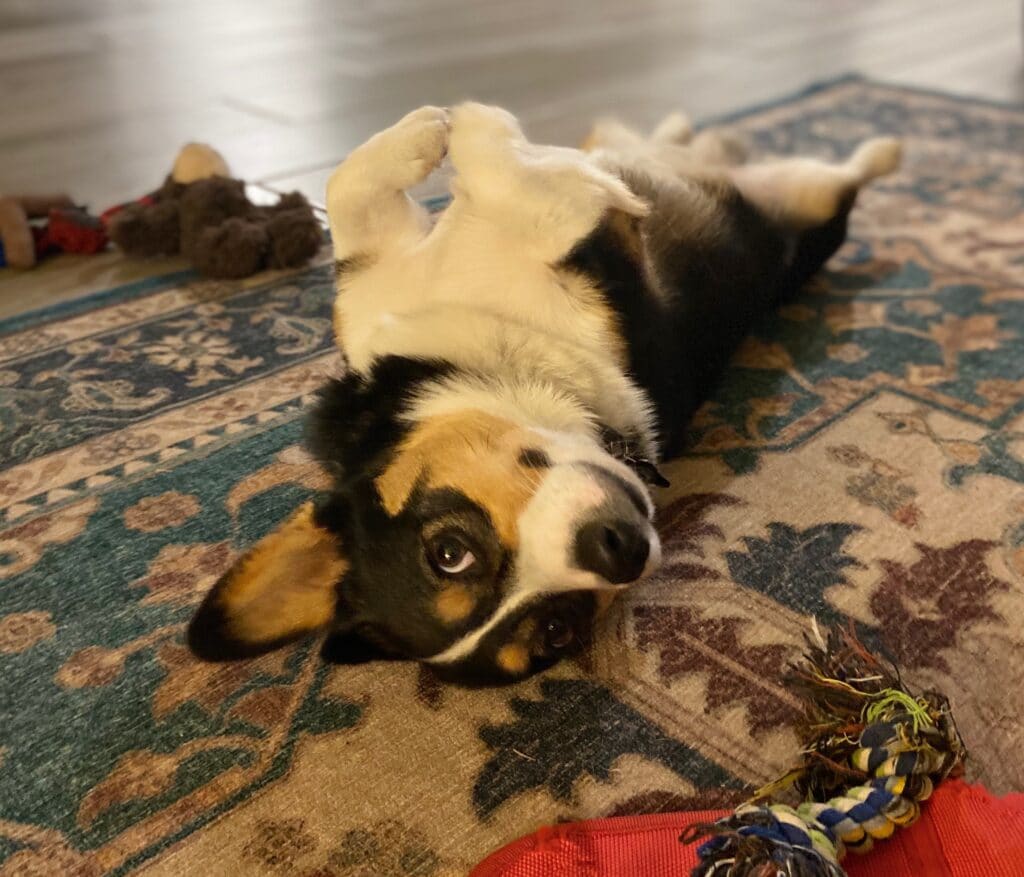 Black corgi laying on his back on a rug