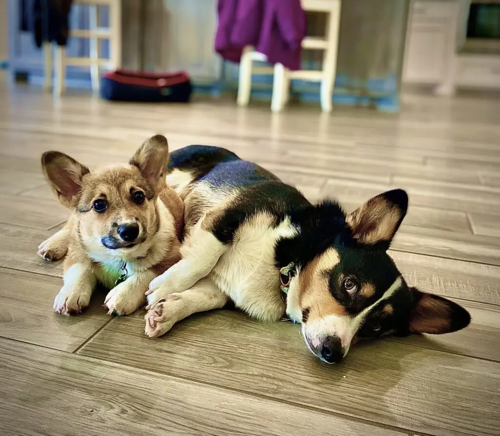 Two corgis- one a small light brown puppy and the other is a full grown black dog