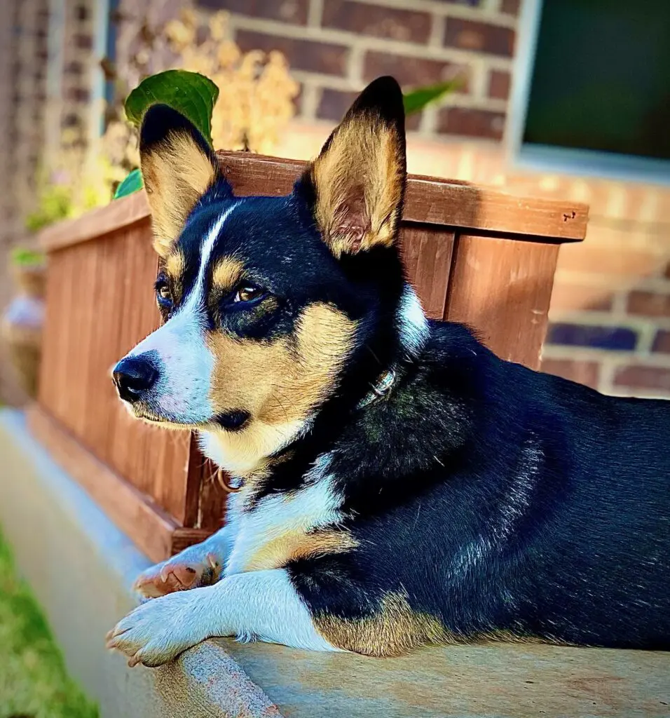 black corgi looking off into the distance