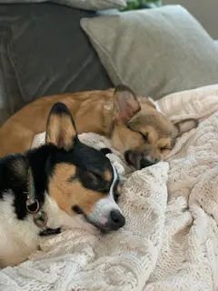 Black tri colored corgi sleep with sable corgi puppy