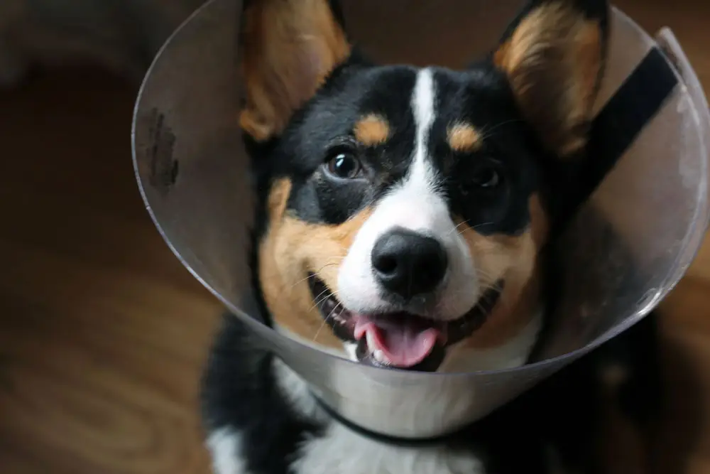 a black, brown, and white colored corgi dog with a plastic protective cone around his neck