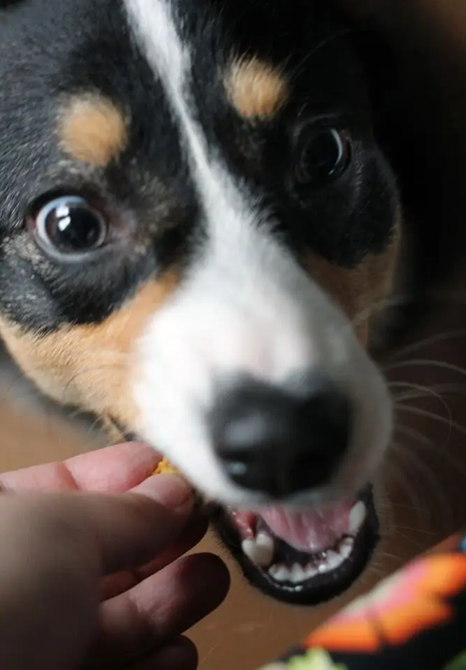 a corgi dog taking a homemade dog treat into its mouth from its owner's hand