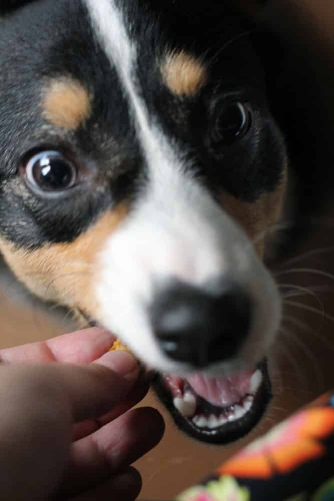 a corgi dog taking a homemade dog treat into its mouth from its owner's hand