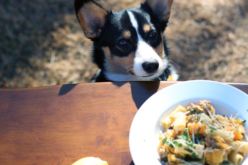 a dog looking at a bowl filled with a pasta and squash mixture
