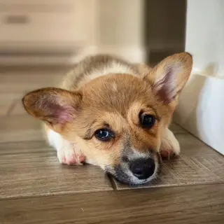 Small brown corgi puppy looking into camera