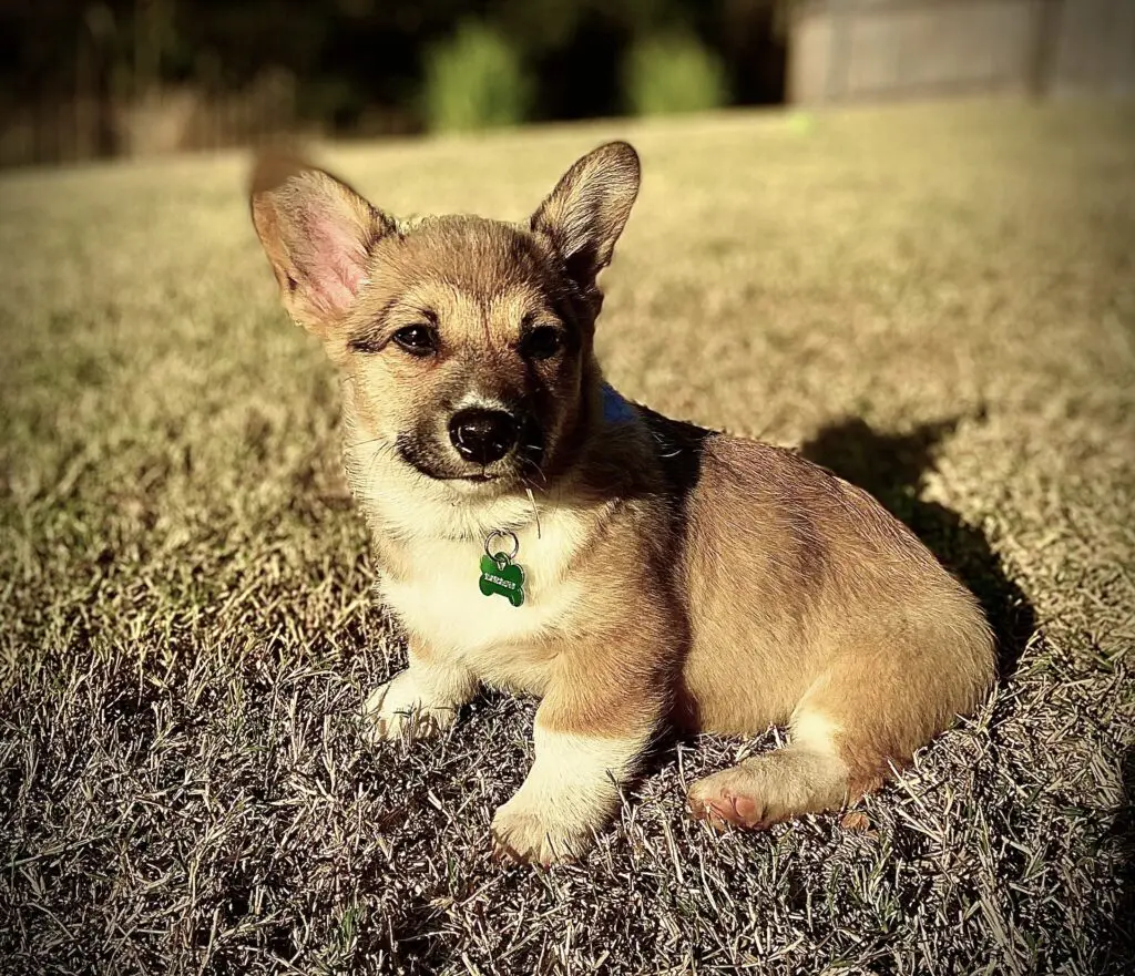 Small light brown corgi puppy on the lawn