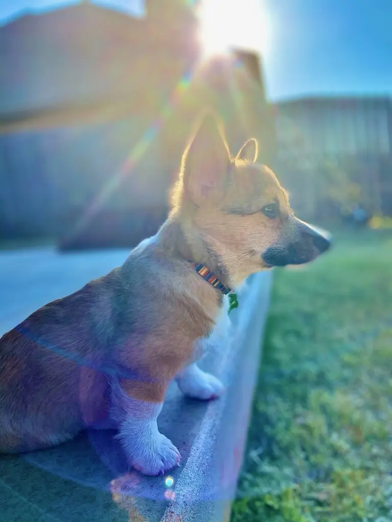 small brown corgi with sunlight beaming behind him