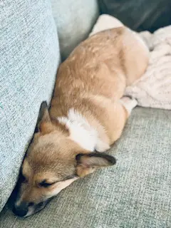 small brown corgi puppy laying on couch