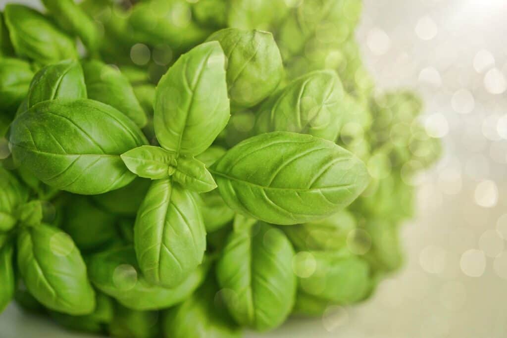 bright green basil leaves close up