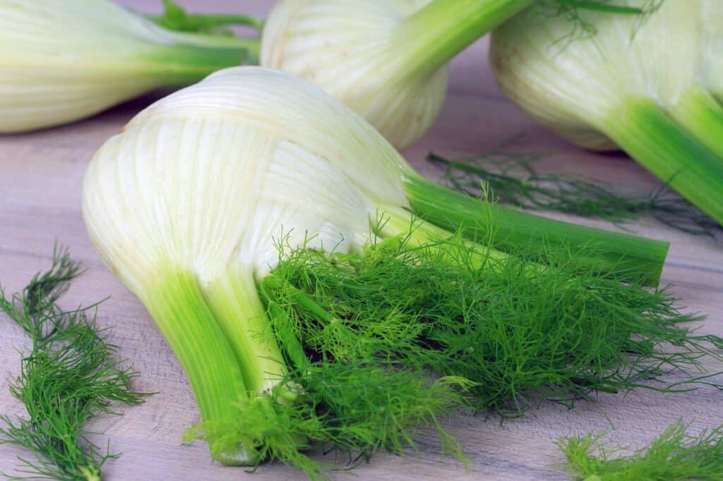 close up of fennel bulb with white bottom and bright green leafy top