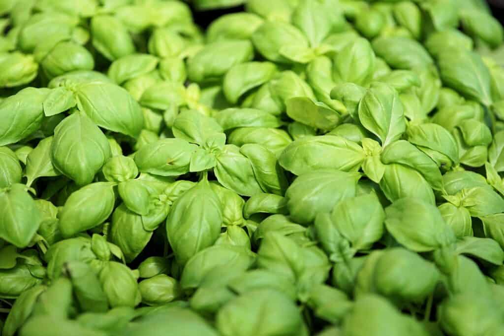 basil leaves growing.