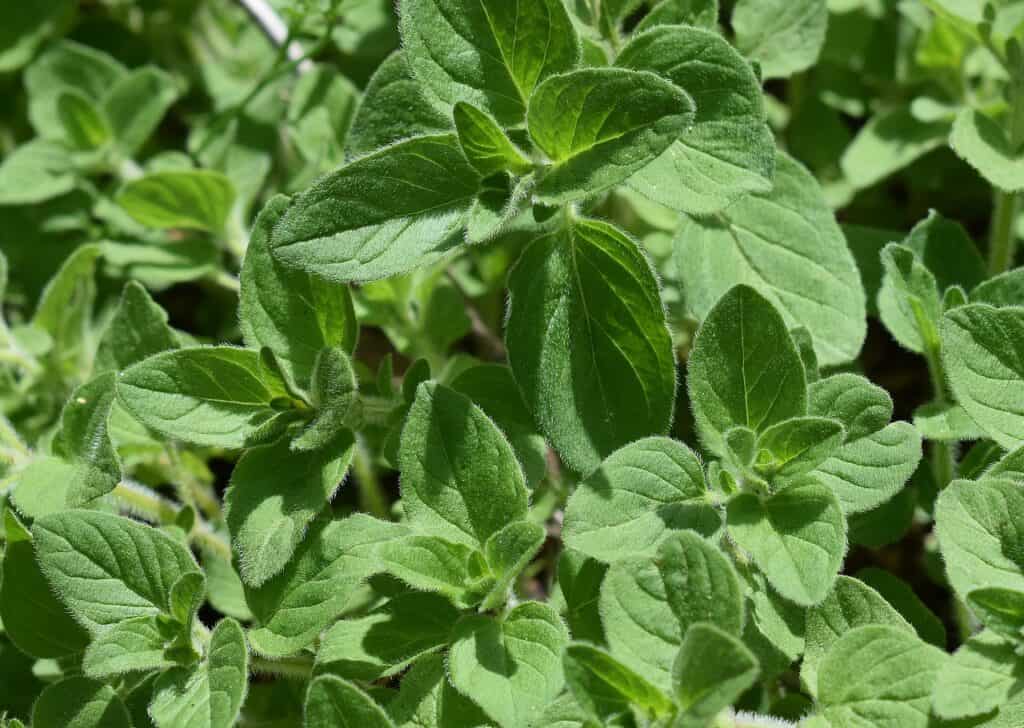 fresh oregano growing.