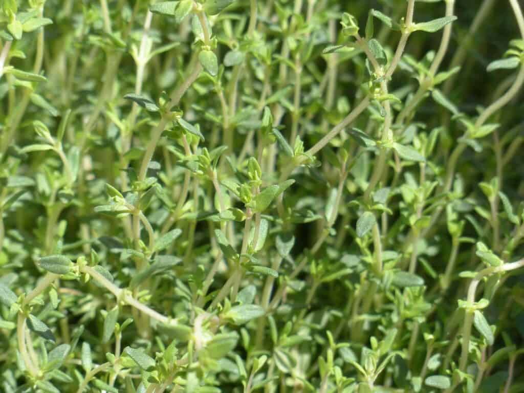 thyme leaves growing.