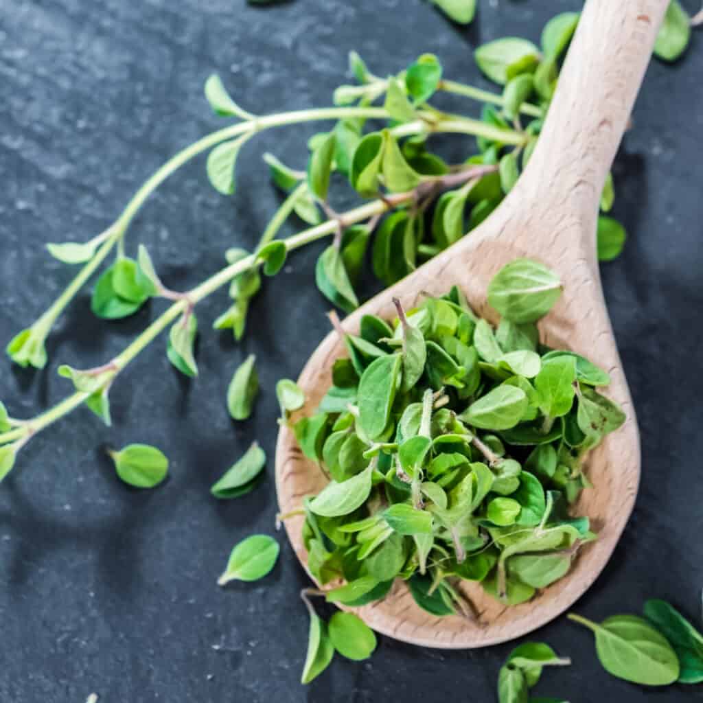 green oregano leaves in a wooden spoon.