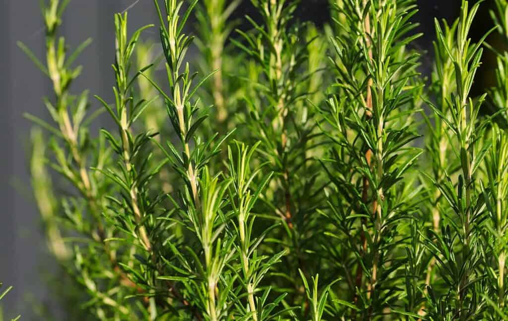 bright green fresh rosemary.